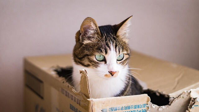猫