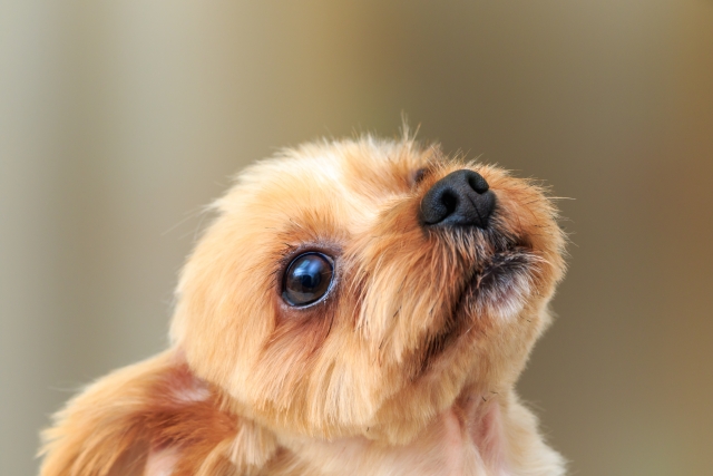 犬の超小型って?種類を一挙大公開!可愛いすぎて目が離せない!