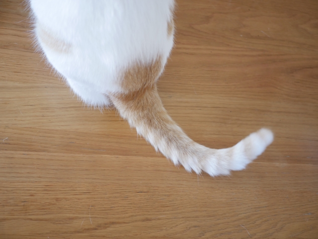 猫の尻尾を触ると喜ぶのはなぜ?触る場所も大事って・・・