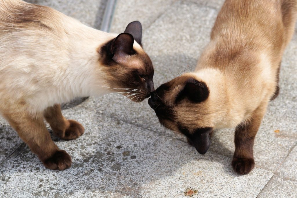 猫の発情期は?メスの期間を調べてみた!
