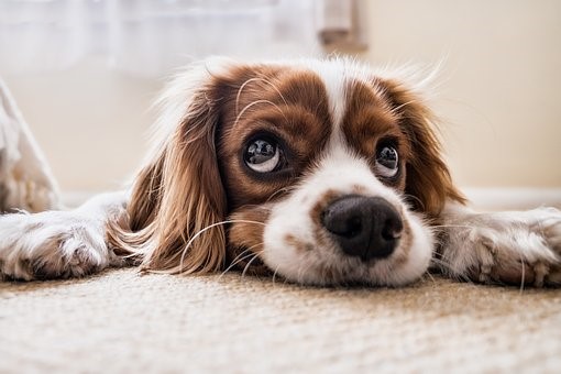 犬はトマトが食べられるのか?注意が必要って知ってた?