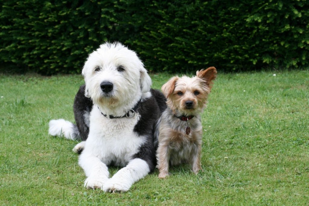 犬が散歩中に座り込む理由や原因は?どう対処するべき?